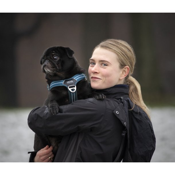 Frederiksberg: Unghundehold sndag fra 25. august kl. 12.20